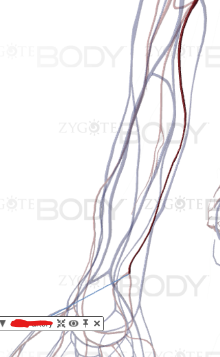 <p>Where is this located (Medial to the body if image does not show up)</p>