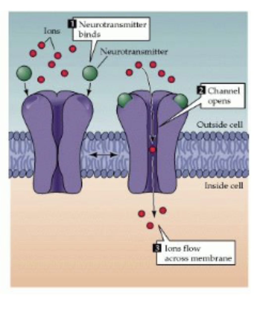 <p><span><span>Different types (&gt;100) of postsynaptic receptors. A receptor binds to a </span><em><span>specific</span></em><span> neurotransmitter.</span></span></p><ol><li><p><em>ligand-gated ion channels</em>:&nbsp;<span><span>binding of neurotransmitter with receptor directly opens the ion channel; </span><em><span>fast</span></em><span> signalling; milliseconds.</span></span></p></li><li><p><span><em><span>G-protein-coupled receptors</span></em><span>: indirect effect via a second messenger, </span><em><span>slower</span></em><span> signalling, hundreds of ms/s;</span></span></p></li></ol><p><span><span>The effect of a neurotransmitter depends on the postsynaptic receptor: The same type of neurotransmitter can bind to different postsynaptic receptors that can have very different effects (increase or decrease firing).</span></span></p>