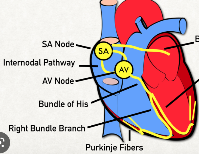 <ul><li><p>RCA (55% of population)</p></li><li><p>LCX (45% of population)</p></li></ul>