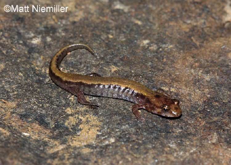 <p> Coloration in this species (2.5 to 4.5 inches in length) is highly variable. They have a round tail and a light line from the eye to the angle of the jaw. Some individuals may have a stripe down the back that can vary in color from yellow to orange, red, or brown. This stripe can be irregular or straight.</p>