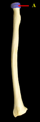 <p>proximal, flat, rounded part</p>