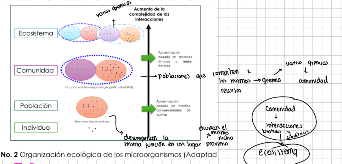 <p>poblacion: grupo de individuos que desempenan la misma funcion en un espacio similar. ocupan el mismo nicho</p><p>gremio: poblaciones que compiten por los mismos recursos</p><p>comunidad: varios gremios juntos</p><p>ecosistema: comunidad e interacciones abioticas y bioticas</p>