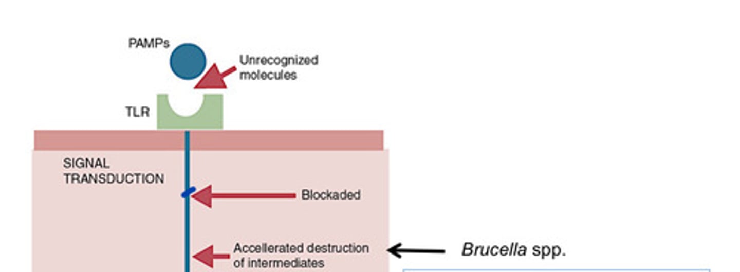 <p>TcpB, IL-1 receptor</p>