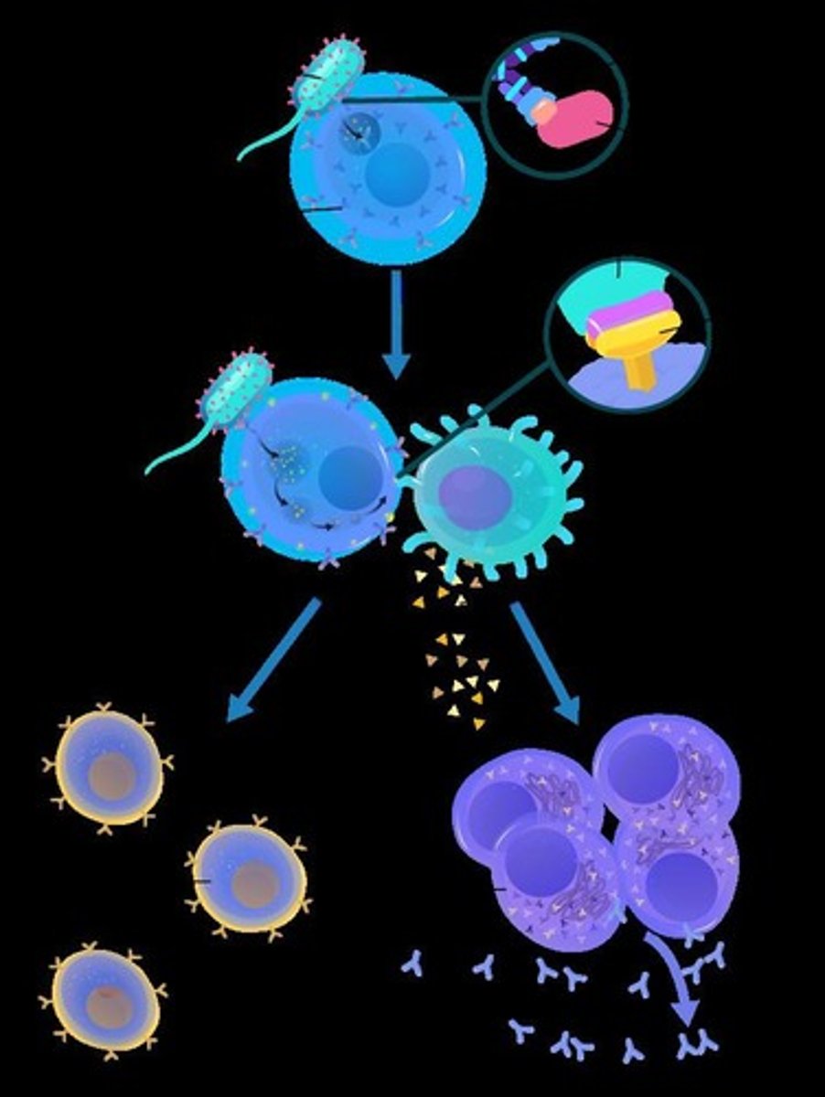 <p>Leukocytes that engulf foreign particles, bacteria, and dead cells via phagocytosis.</p>