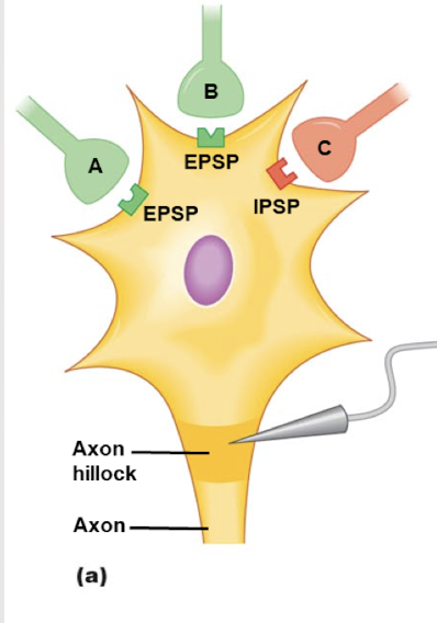 <p>If a single AP in each presynaptic neuron A and B results in an 8-mV depolarization at the axon hillock, which presynaptic neuron had to produce the larger EPSP at the synapse? Why?</p>