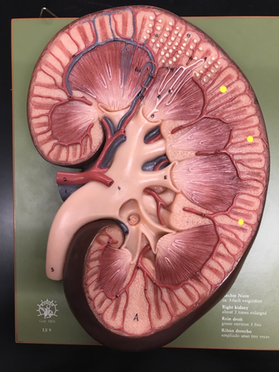 <p>- go into the cortex</p>