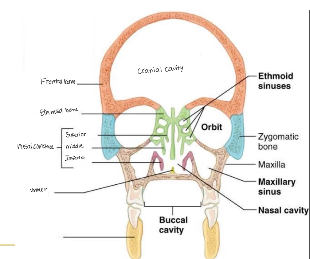 <p><br>label missing word on diagram</p>