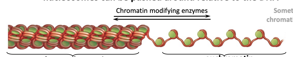 <p>chromatin remodeling</p>