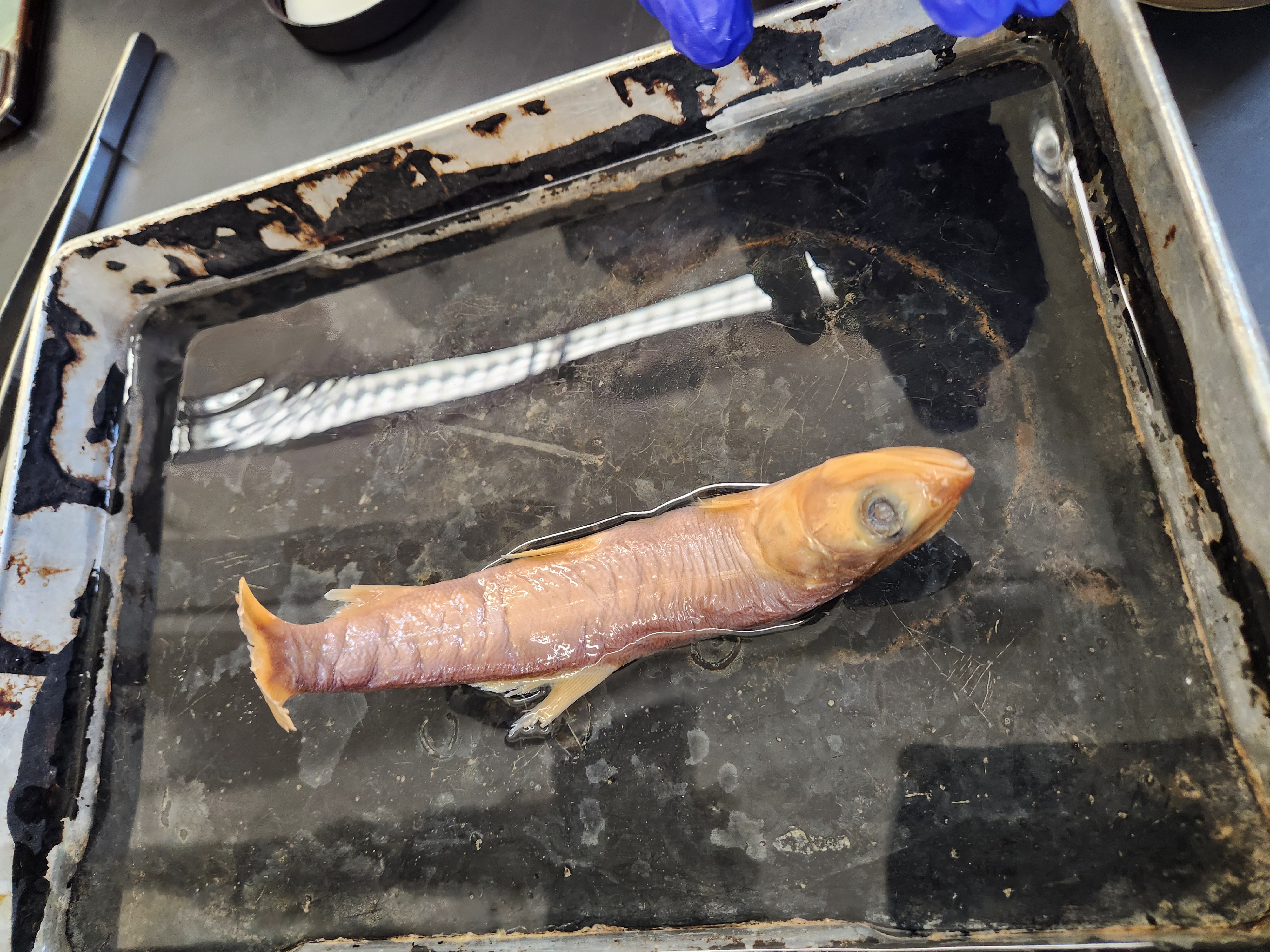 <p>ladyfishes</p>
