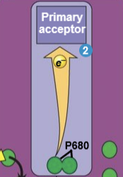 reaction center chlorophyll in the photosystem II