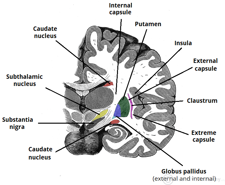 <p><span><span>lateral to the thalamus and caudate nucleus, and medial to the lentiform nucleus</span></span></p>