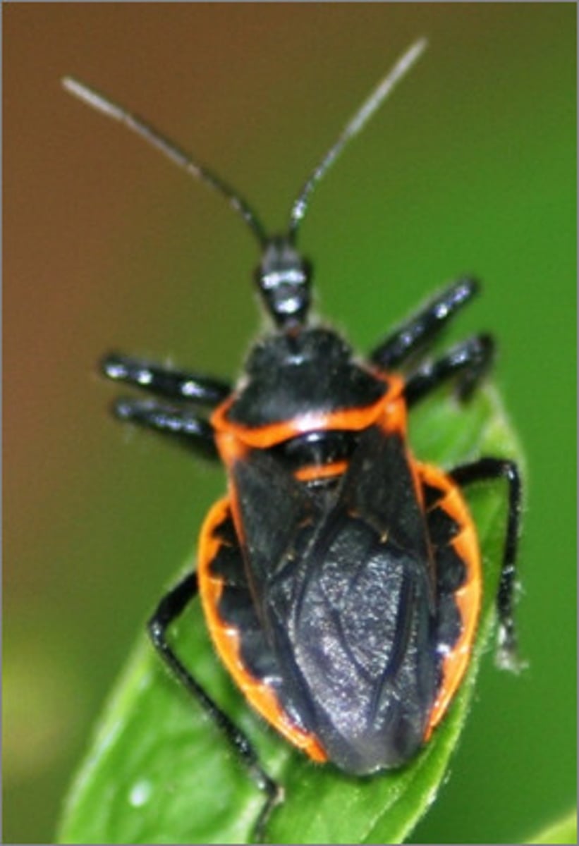 <p>True Bug</p>