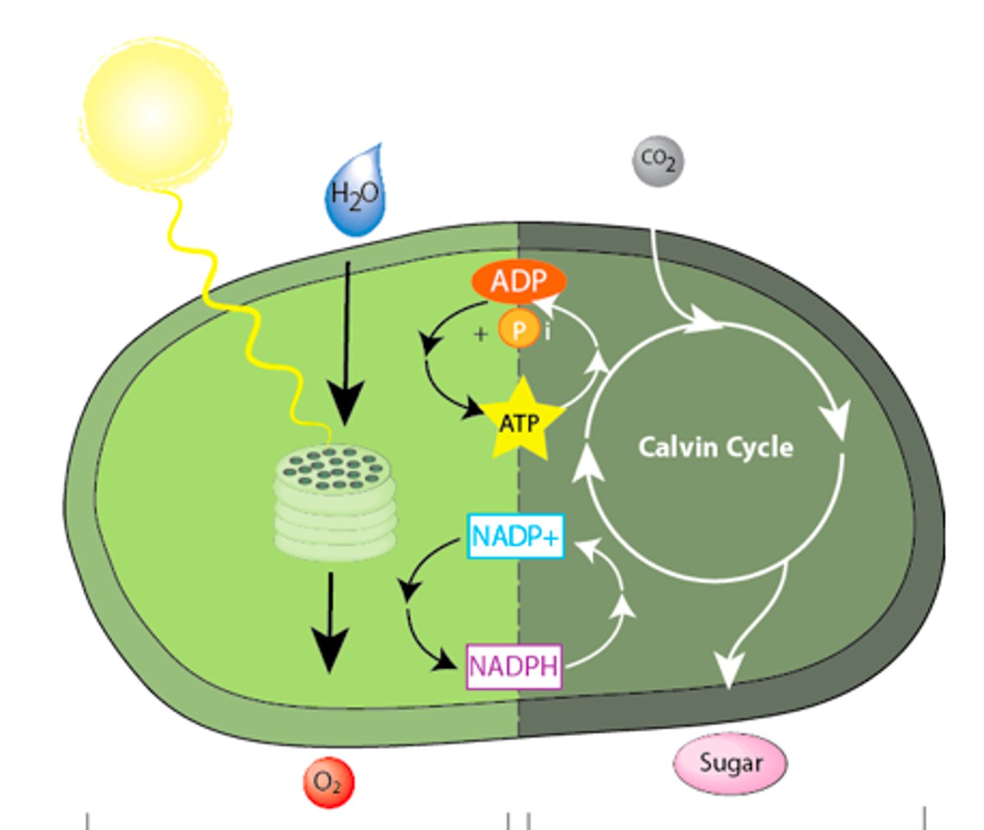 <p>set of reactions in photosynthesis that do not require light; energy from ATP and NADPH is used to build high-energy compounds such as sugar; also called the Calvin cycle</p>