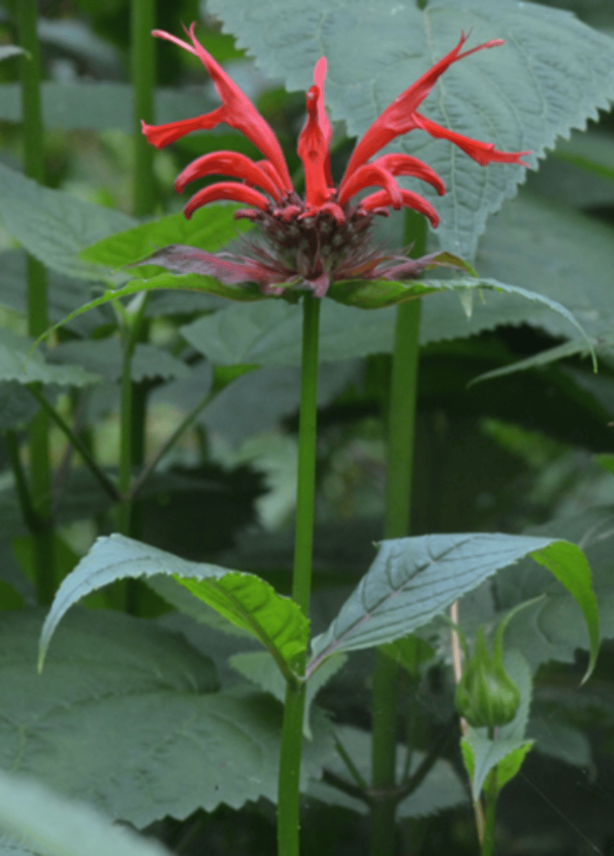 <p>square stems; opposite leaves; bilabiate flowers</p><p>leaves: serrated margins; ovate; drawn out tip; glabourous</p>
