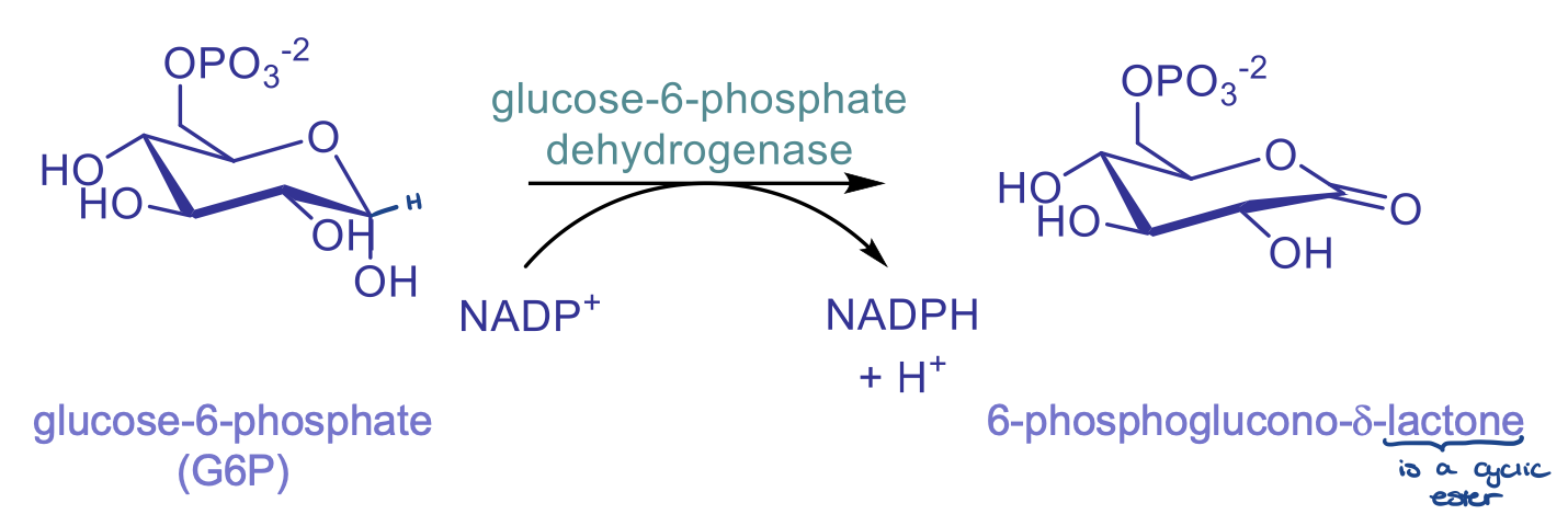 <ul><li><p>catalyzed by G6P dehydrogenase, involves reduction of NADP<sup>+</sup> to NADPH</p></li><li><p>product: 6-phosphoglucono-<em>d</em>-lactone is a cyclic ester</p></li><li><p>committed step</p><ul><li><p>once glycose undergoes this step it has to keep going, cannot go backwards in rxn</p></li><li><p>therefore this step is highly regulated</p></li></ul></li></ul>