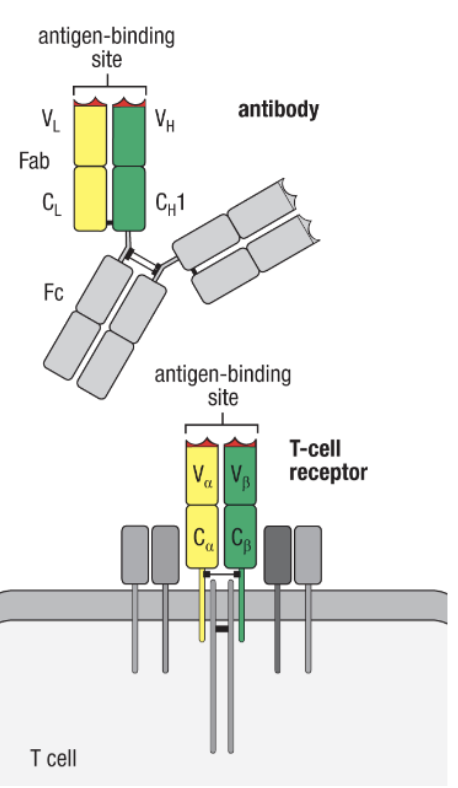 <ul><li><p>B cells have, but T cells do not</p></li></ul><p></p>