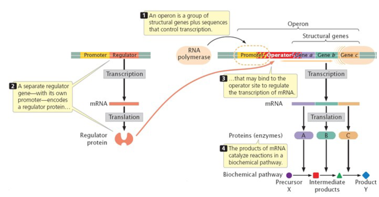 <ol><li><p>structural genes most commonly </p></li><li><p>regulatory sequences - binding sites for regulatory proteins </p></li><li><p>regulatory genes (and the proteins they code for) are separate!! </p></li></ol><p></p>