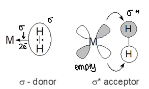 <ul><li><p>The dihydrogen ligand acts as a sigma donor, donating 2 electrons to the metal.</p></li><li><p>The dihydrogens acts as a sigma* acceptor, the filled d orbitals of the metal donate into the empty sigma* orbitals of the dihydrogen.</p></li></ul><p></p>