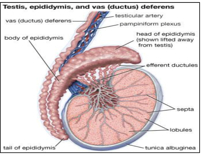 <p>The <strong>tunica albuginea</strong>.</p>