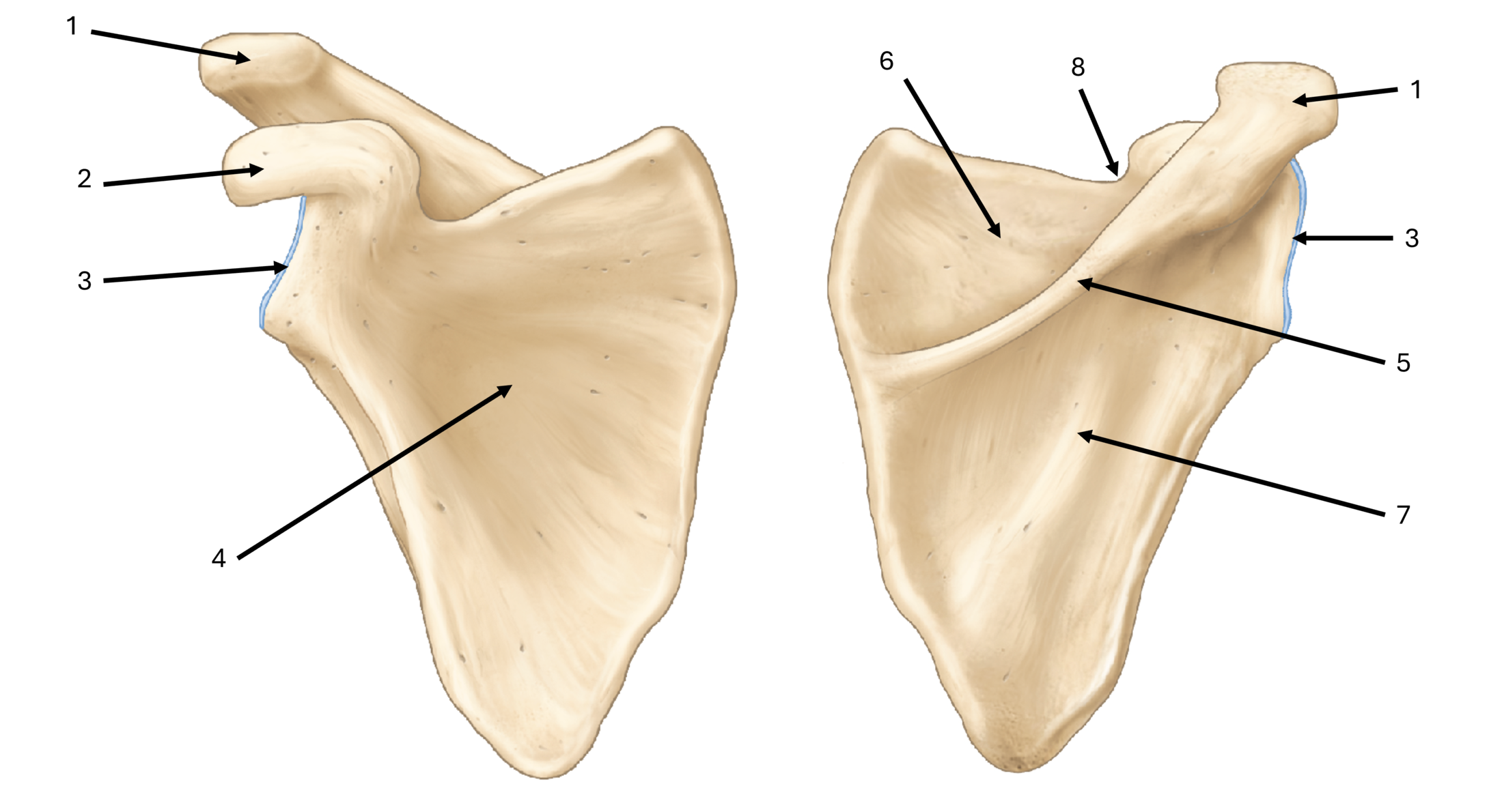 <p>what is label #4</p>