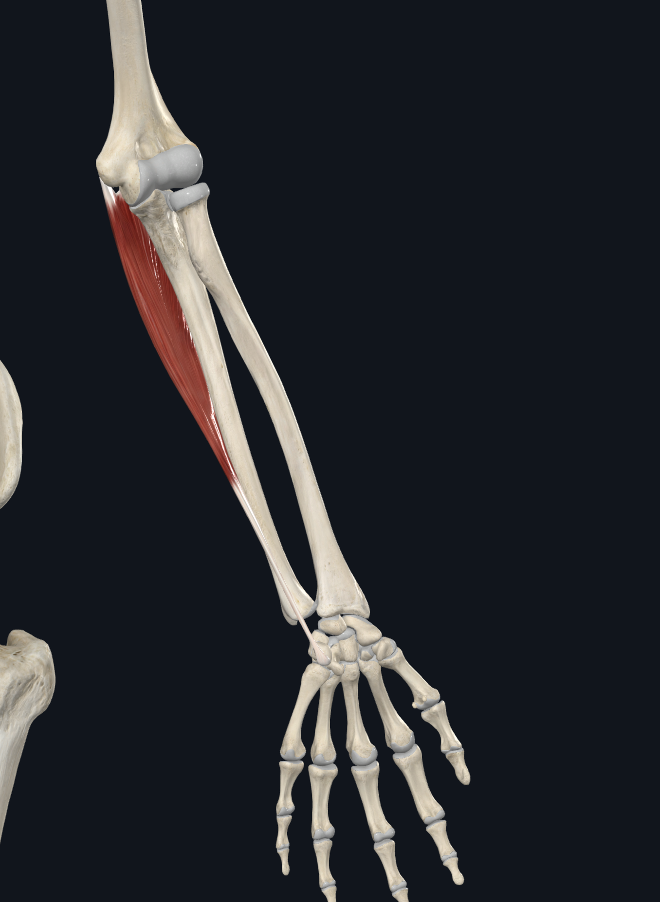 <p><span>pisiform, the hook of the hamate, 5th metacarpal</span></p>