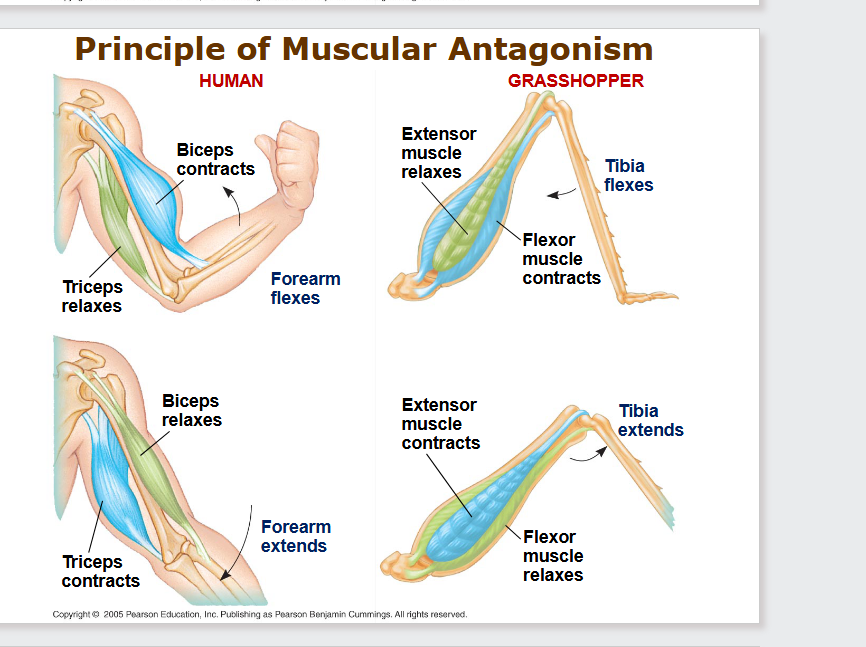 <ul><li><p class="ds-markdown-paragraph"><strong><span>Human Forearm:</span></strong></p><ul><li><p class="ds-markdown-paragraph"><strong><span>Biceps</span></strong><span> contracts to </span><strong><span>flex</span></strong><span> (bend) the elbow.</span></p></li><li><p class="ds-markdown-paragraph"><strong><span>Triceps</span></strong><span> contracts to </span><strong><span>extend</span></strong><span> (straighten) the elbow.</span></p></li></ul></li><li><p class="ds-markdown-paragraph"><strong><span>b) Grasshopper Tibia:</span></strong></p><ul><li><p class="ds-markdown-paragraph"><strong><span>Flexor muscle</span></strong><span> contracts to </span><strong><span>pull the tibia in</span></strong><span> (fold the leg).</span></p></li><li><p class="ds-markdown-paragraph"><strong><span>Extensor muscle</span></strong><span> contracts to </span><strong><span>thrust the tibia out</span></strong><span> (jump).</span></p></li></ul></li></ul><p></p>