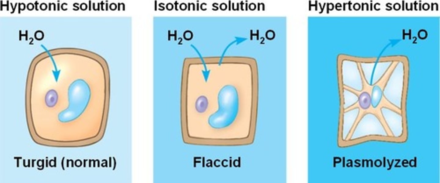 <p>Collapse of a walled cell's cytoplasm due to a lack of water</p>