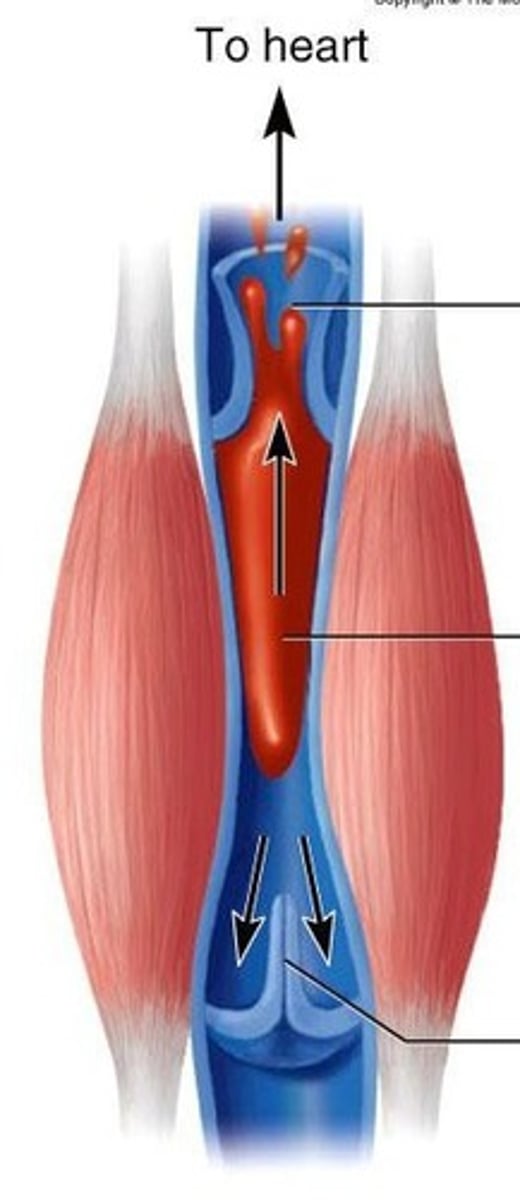 <p>pumping effect of contracting skeletal muscles on blood flow through underlying vessels</p>