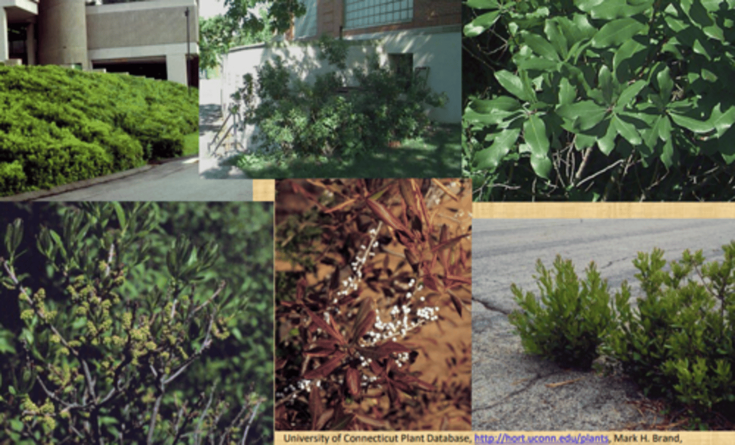 <p>Fragrant, waxy leaves; gray waxy berries; Sandy Hook, Cheesequake.</p>