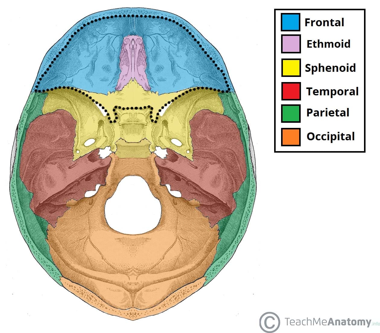 <p>cranial cavity</p>