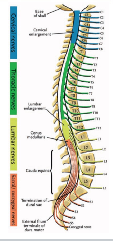 <ul><li><p>Spinothalamic (slower)</p></li><li><p>Dorsal column-medial lemniscal (faster)</p></li></ul><p></p>