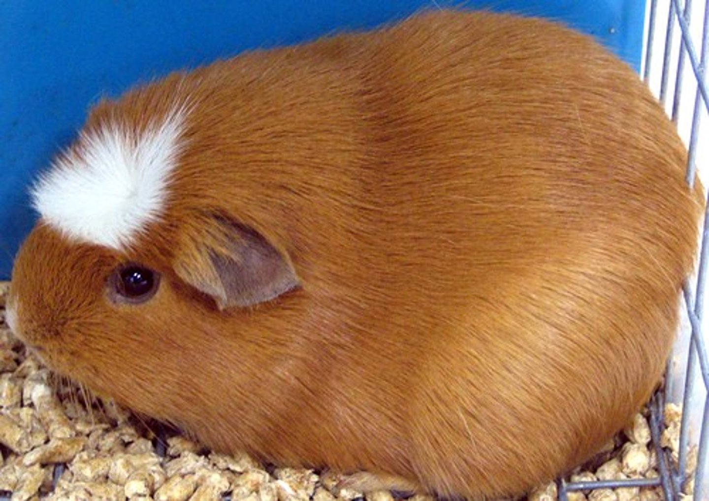 <p>I have a guinea pig</p>