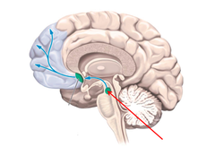 <p>part of the midbrain associated with reward pathway + dopamine</p>