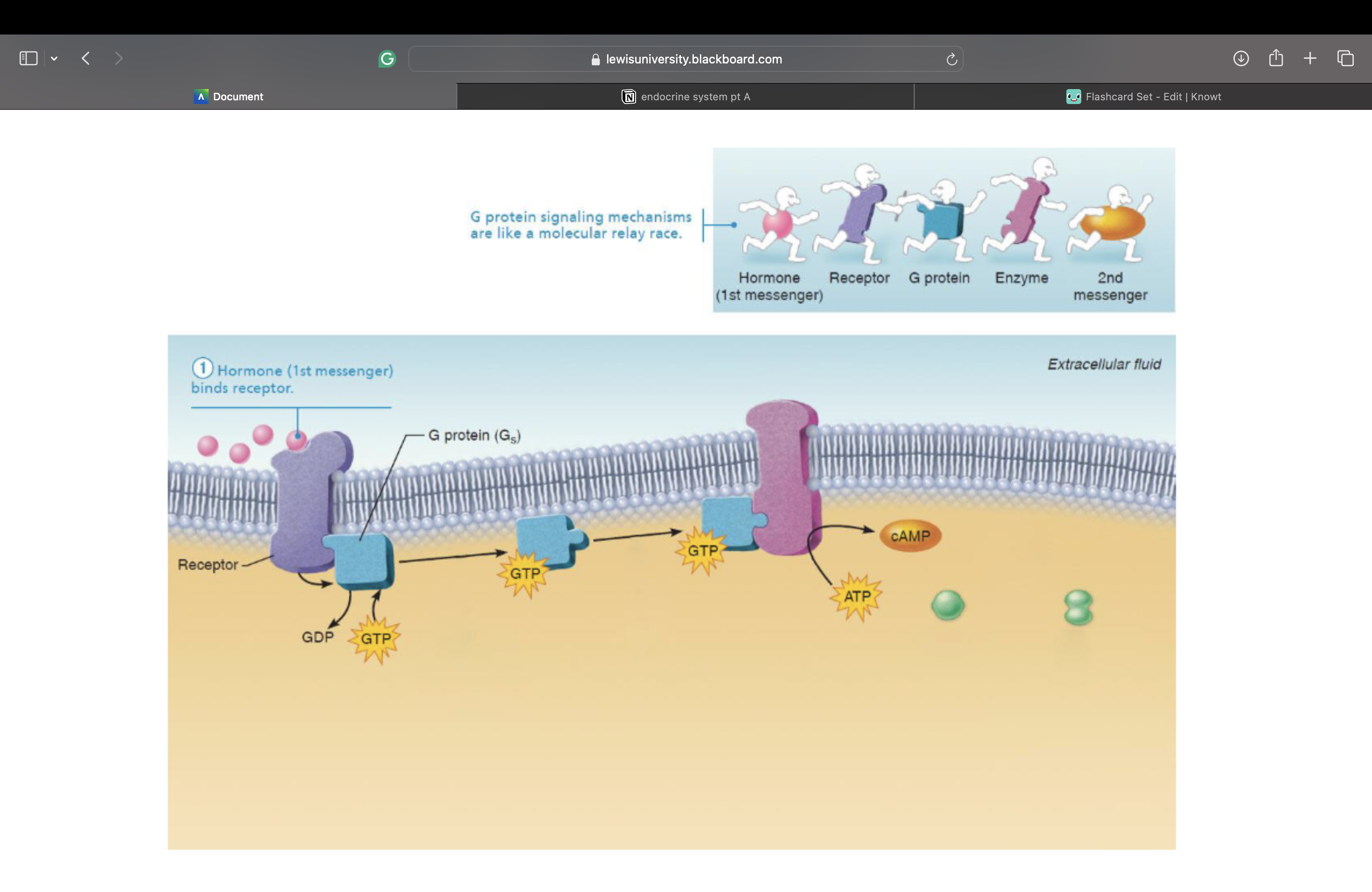 knowt flashcard image