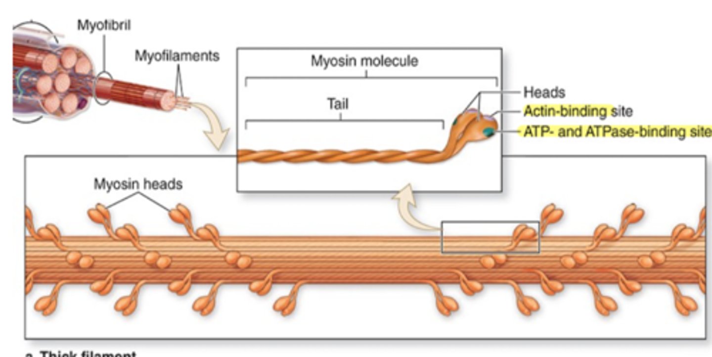 <p>Describe the structure of the 2 pairs of light chains.</p>