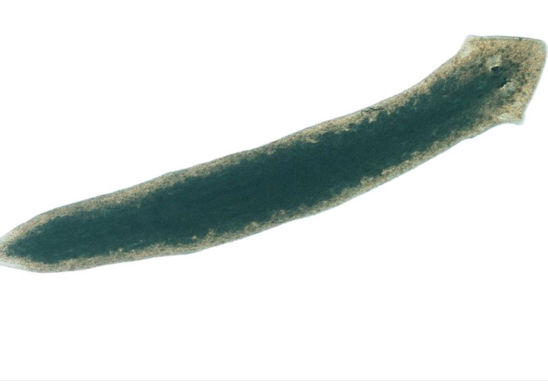 <p><span>What is the </span><strong>phylum</strong><span> for this specimen?</span></p>