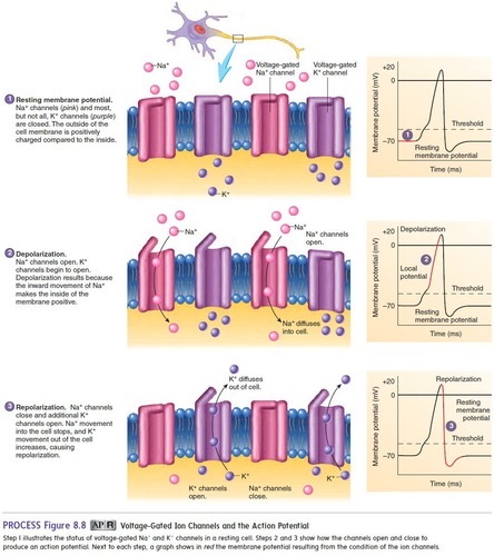 <p>A rapid sequential change in membrane potential used by neurons to conduct signals.</p>