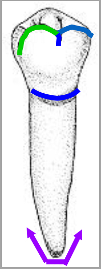 <p>Name the tooth and hi-lighted portions</p>