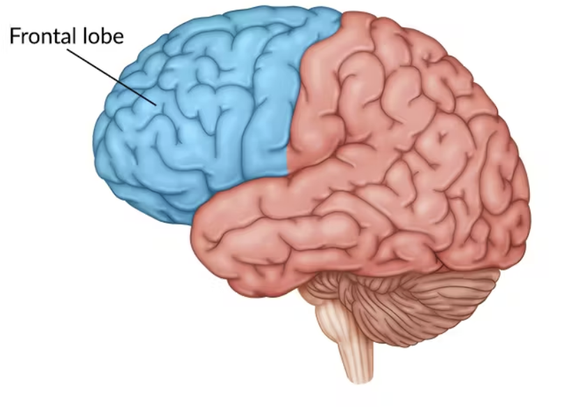 <p>Involved in Speaking, Muscle movements, Plans, Judgements, and Emotional Control</p>