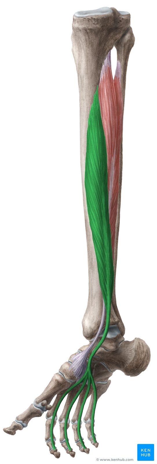 <p>origin- posterior surface of tibia</p><p>insertion-distal phalanges of four lateral toes</p><p>muscles- ??</p>