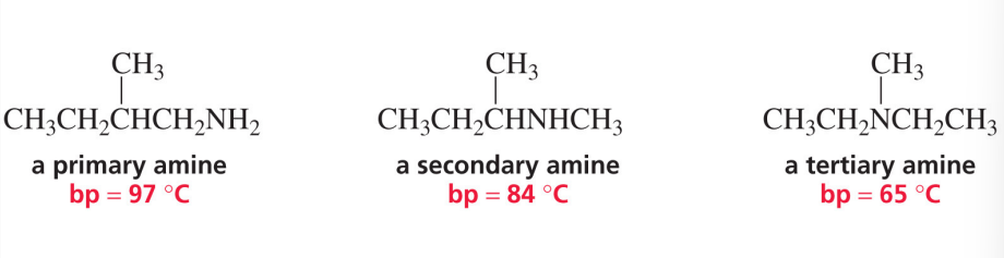 <ul><li><p>primary and secondary amines also form hydrogen bonds</p></li><li><p>these will have higher boiling points than alkanes with similar molecular weights</p></li></ul><p></p>