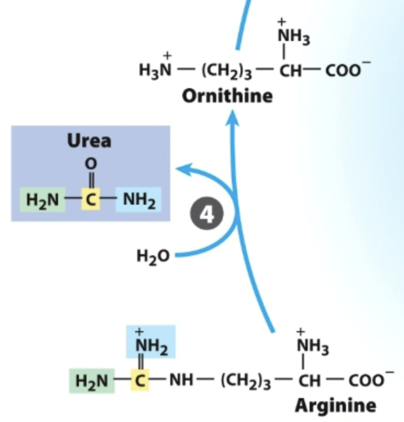 <p>In the urea cycle,</p><p>What breaks down arginine, generating urea and regenerating ornithine?</p>