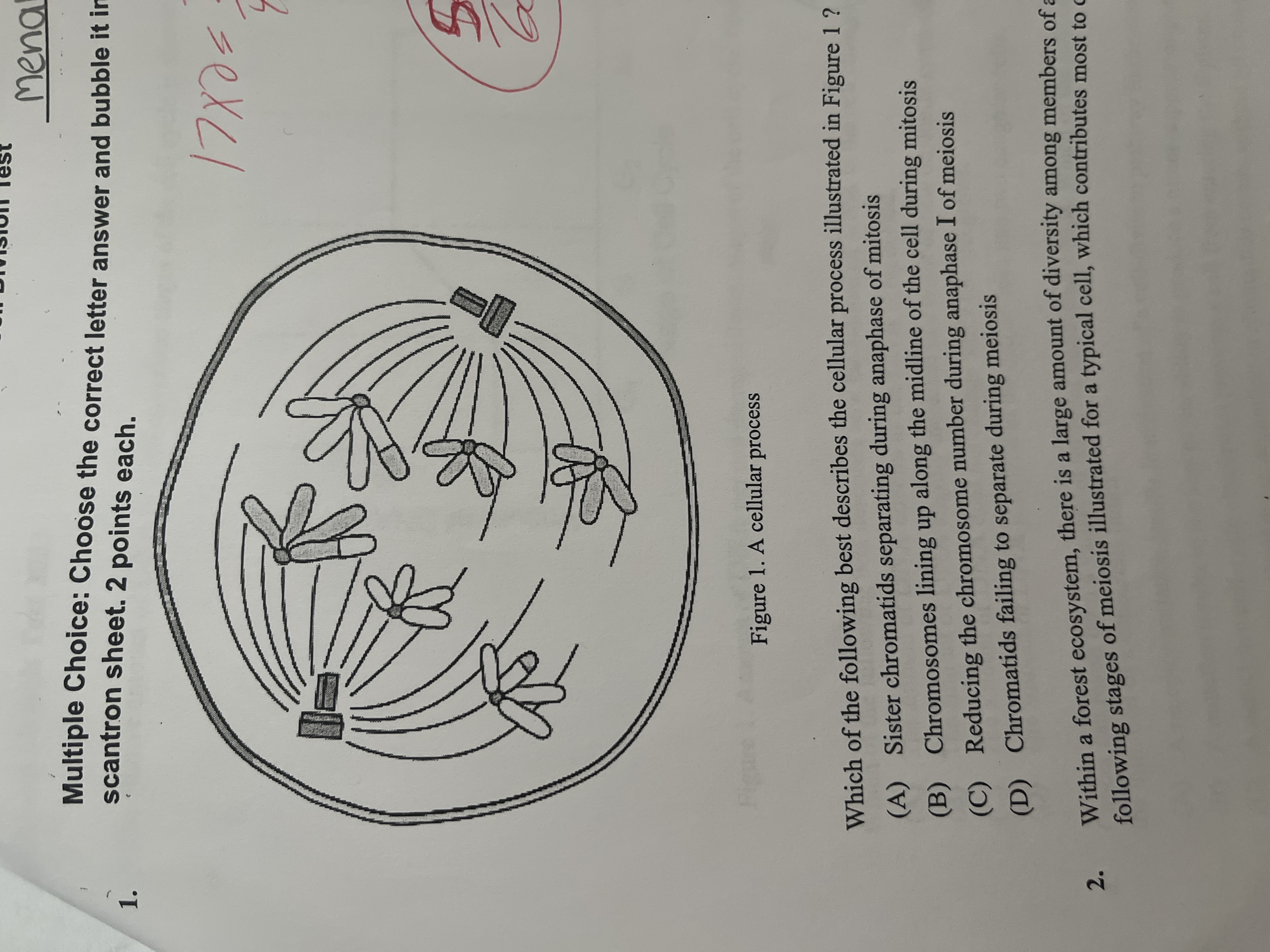 <p><span>Which of the following best describes the cellular process illustrated in Figure 1 ?</span></p>