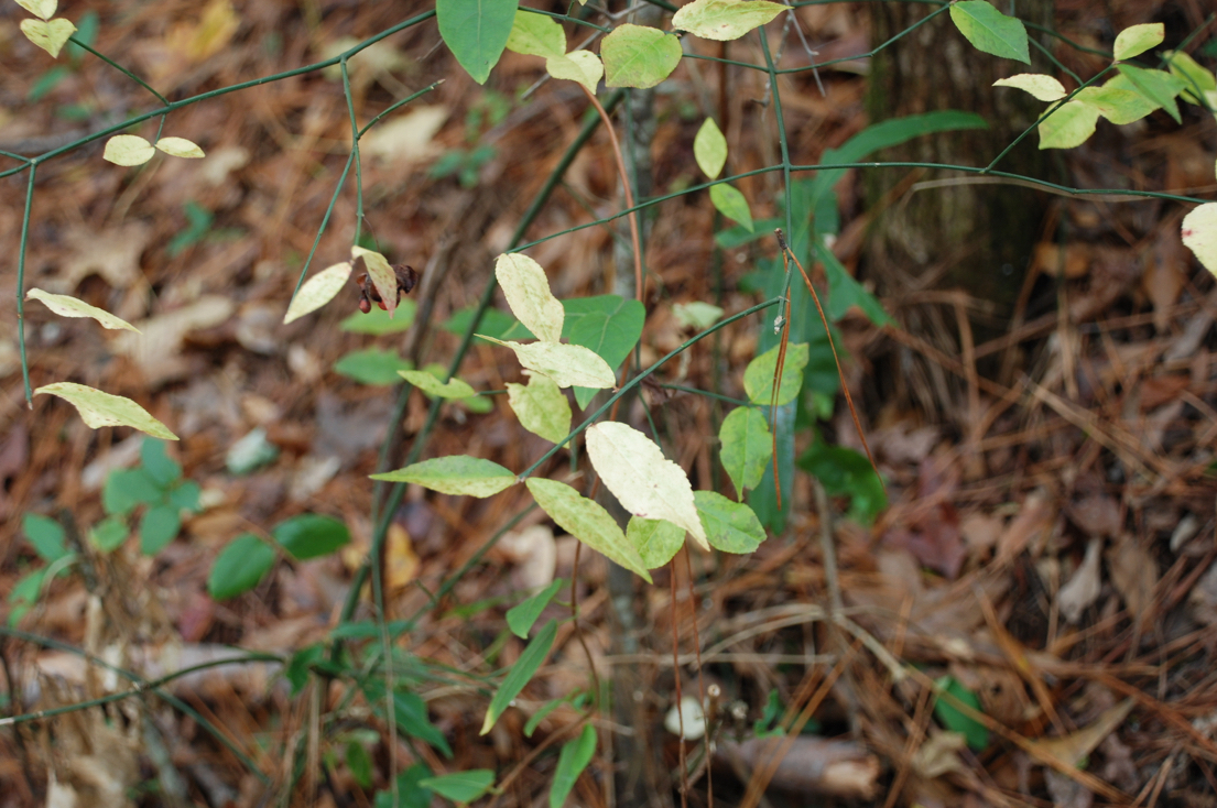 <p>strawberry bush</p>