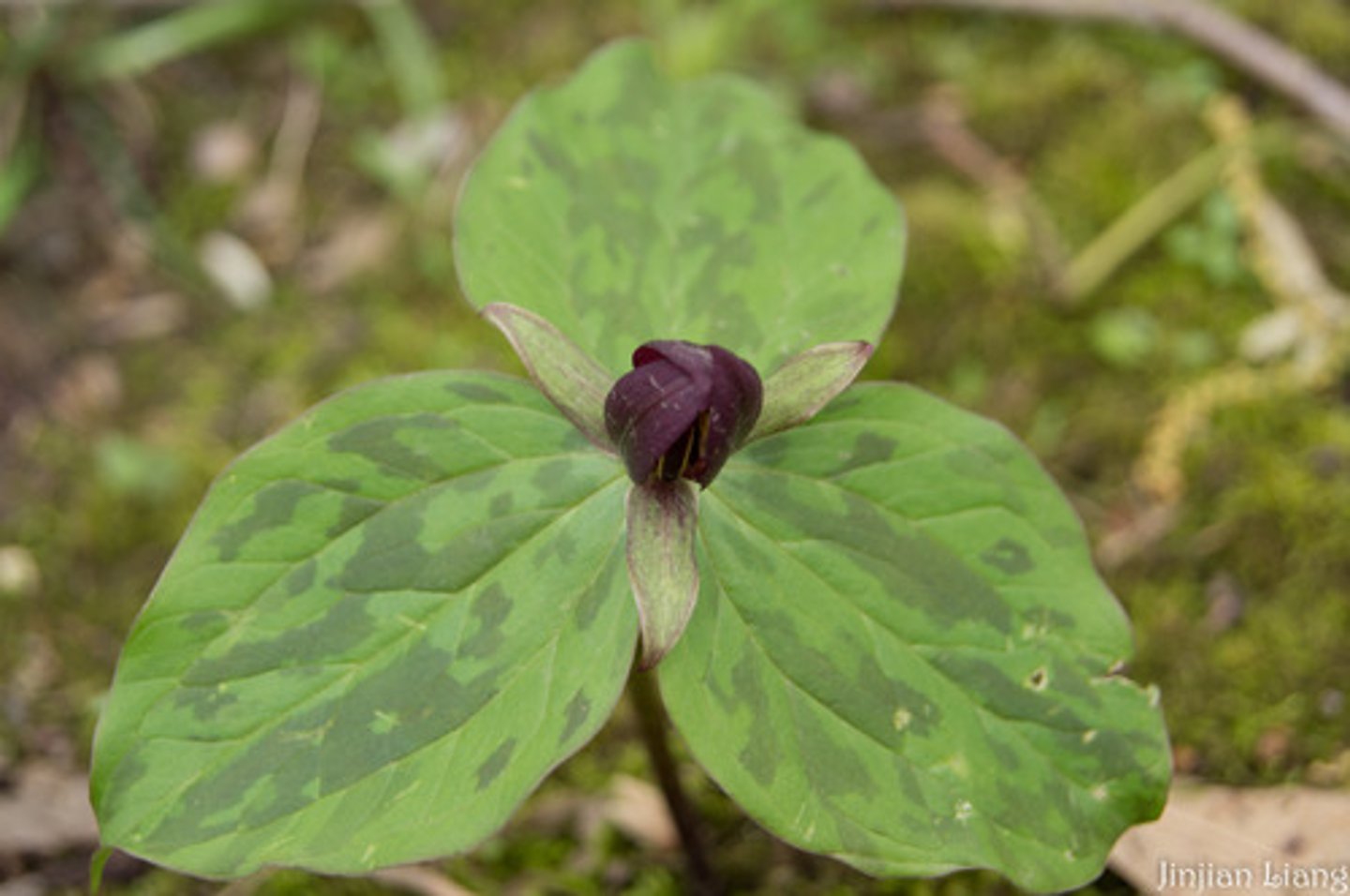 <p>What is this? Monocot or dicot?</p>
