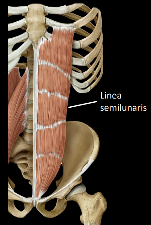 <ul><li><p>flexes lumbar spine</p></li></ul><ul><li><p>Linea semilunaris at lateral border</p></li></ul><p></p>