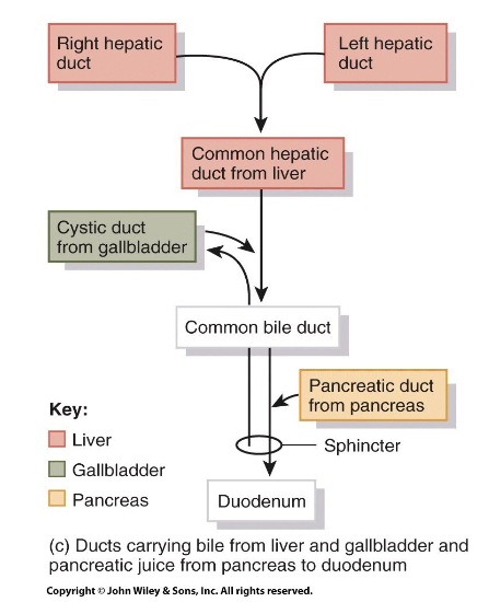 <p>Right/Left hepatic duct → Common Hepatic duct from the liver (Cystic Duct from Gallbladder) → Common Bile Duct (Pancreatic duct from pancreas) → Duodenum</p>