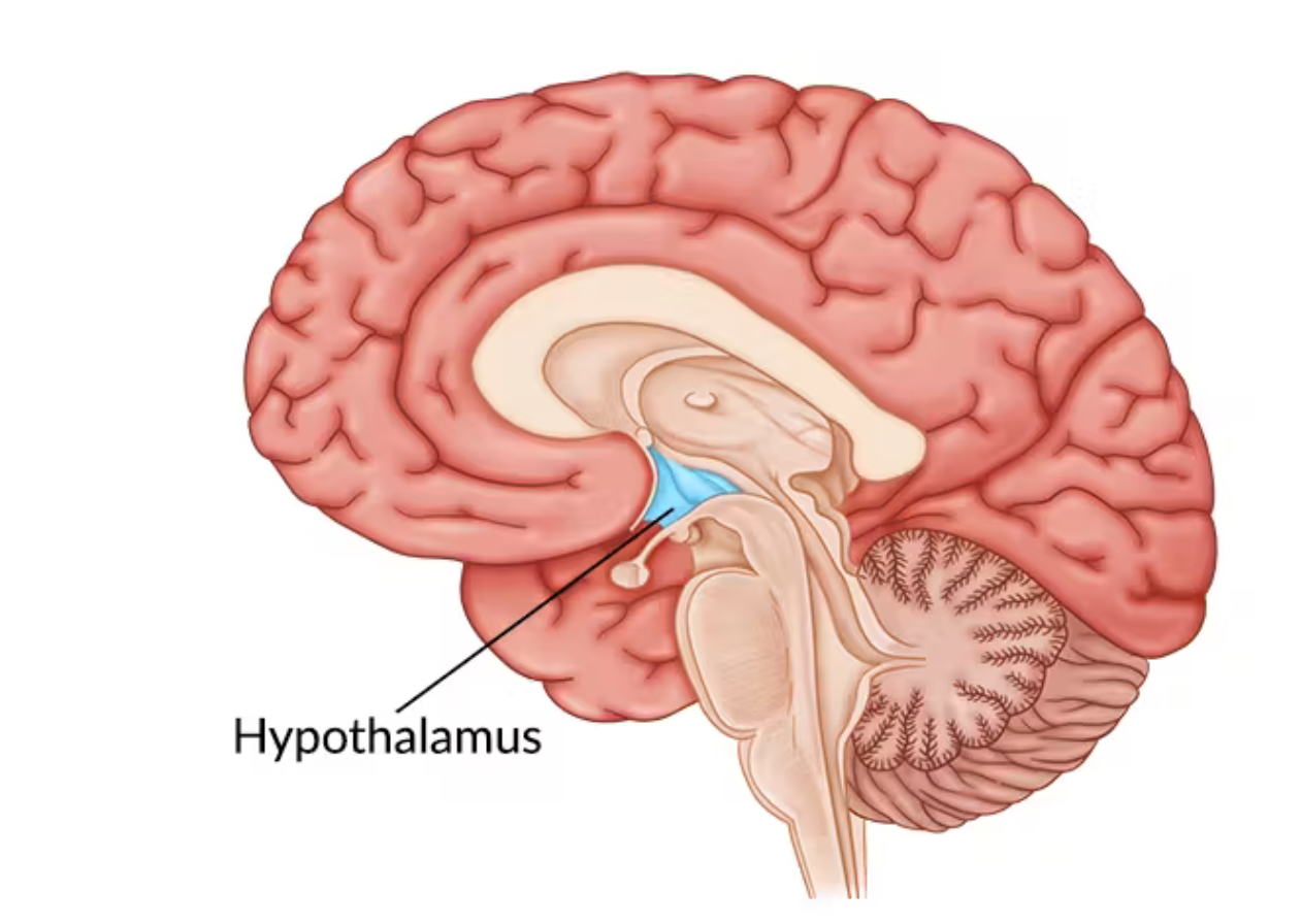 <p>Hypothalamus </p>