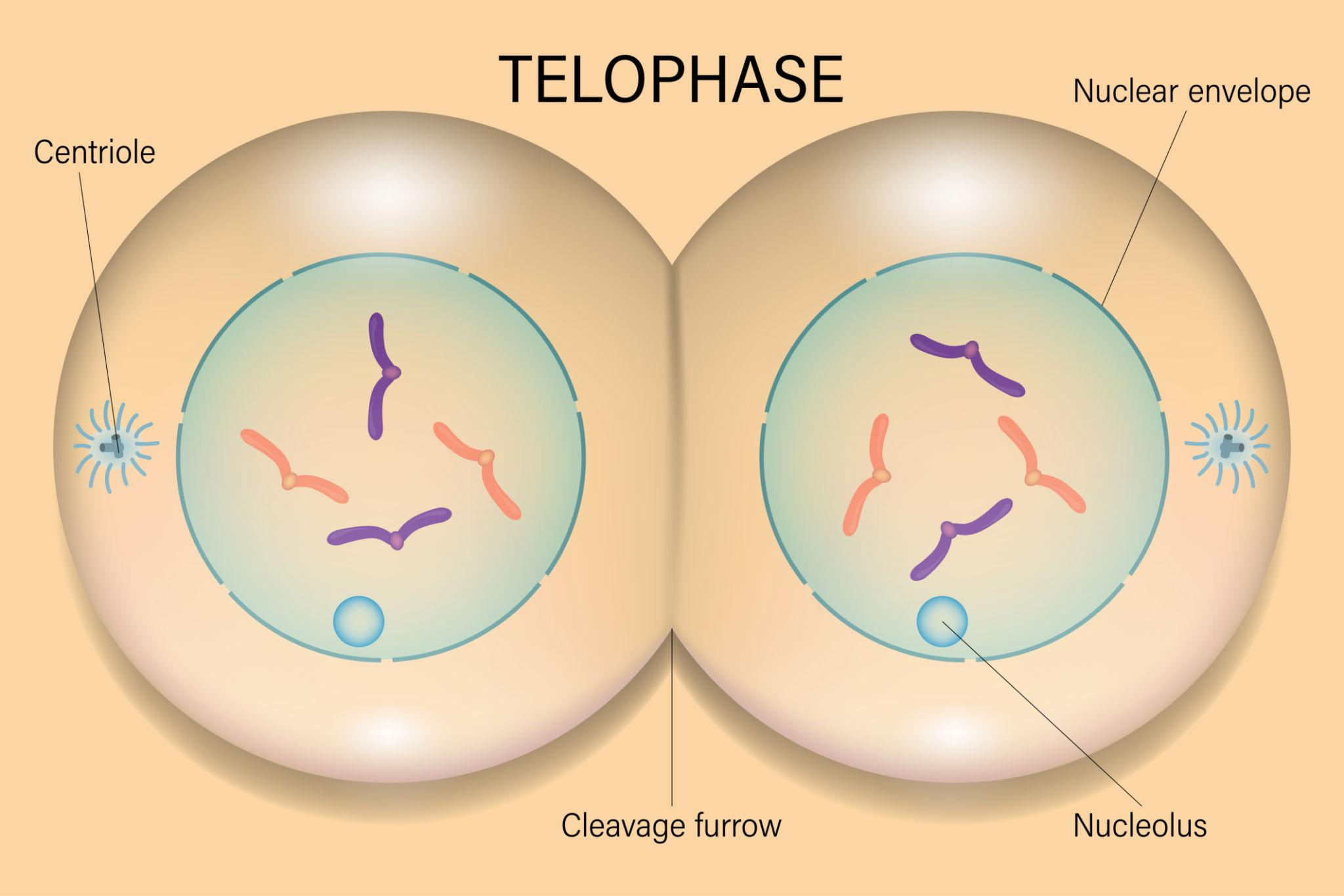 <p><strong>What happens:</strong></p><ul><li><p>Chromatids reach opposite poles</p></li><li><p>Nuclear membranes reform</p></li><li><p>Chromosomes decondense</p></li></ul><p><strong>What it looks like:</strong></p><ul><li><p>Two nuclei forming in one cell</p></li></ul><p></p>