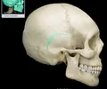 <p>Between parietal and temporal bones</p>